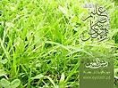 vista_islamic_18